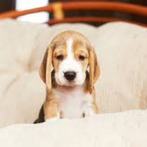 puppy1